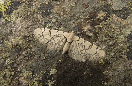 Geschmückter Taubenkropf-Blütenspanner (Eupithecia venosata) - © Rupert Fauster